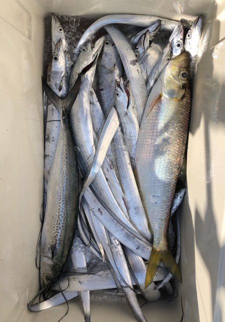 フィッシング キッタカ 釣果