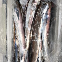 フィッシング キッタカ 釣果