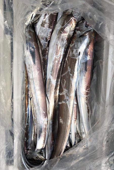 フィッシング キッタカ 釣果