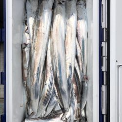 フィッシング キッタカ 釣果