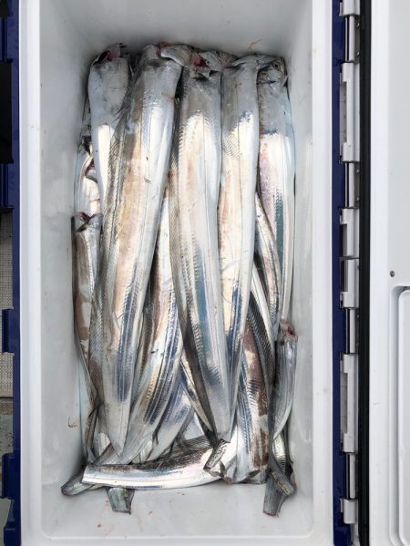 フィッシング キッタカ 釣果