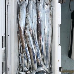 フィッシング キッタカ 釣果