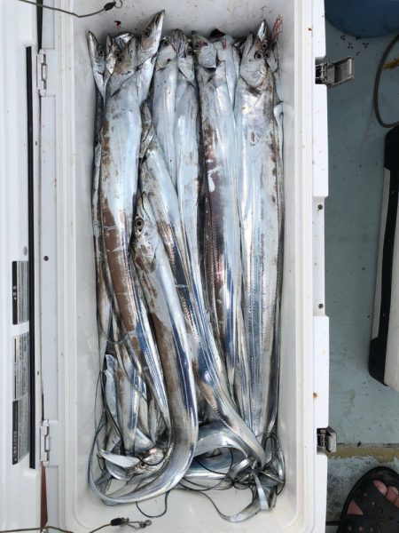 フィッシング キッタカ 釣果