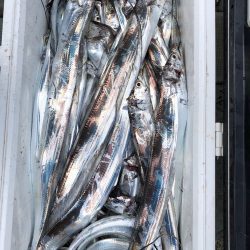 フィッシング キッタカ 釣果