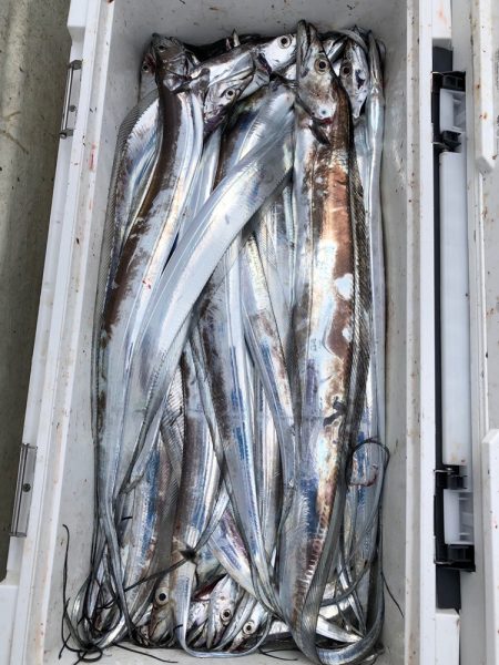 フィッシング キッタカ 釣果