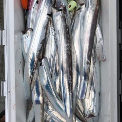 フィッシング キッタカ 釣果