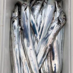 フィッシング キッタカ 釣果