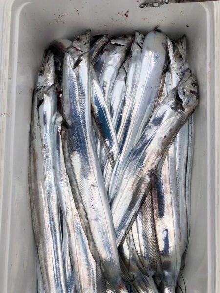 フィッシング キッタカ 釣果