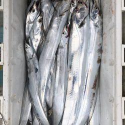 フィッシング キッタカ 釣果