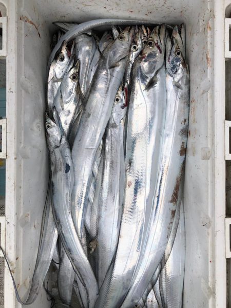 フィッシング キッタカ 釣果