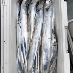 フィッシング キッタカ 釣果