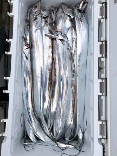 フィッシング キッタカ 釣果