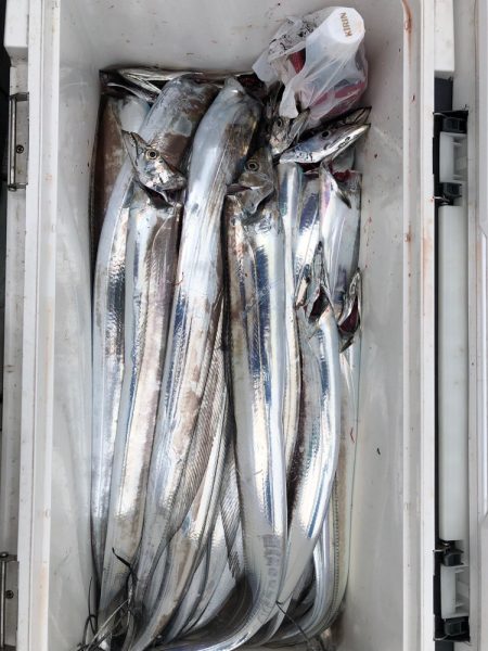 フィッシング キッタカ 釣果