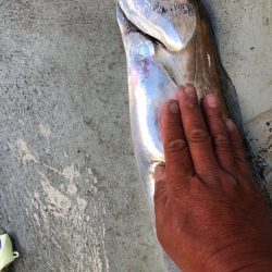 フィッシング キッタカ 釣果