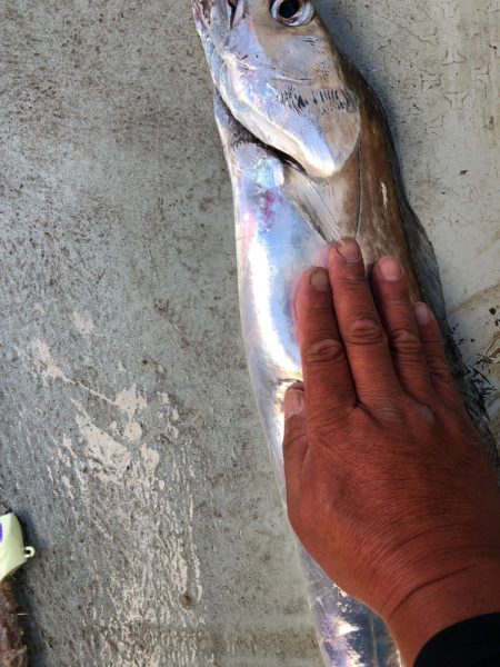 フィッシング キッタカ 釣果