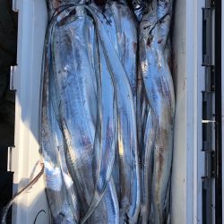 フィッシング キッタカ 釣果