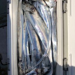 フィッシング キッタカ 釣果