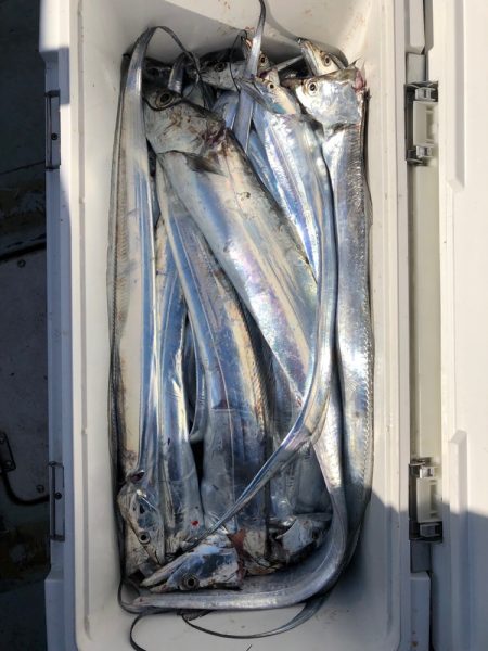 フィッシング キッタカ 釣果