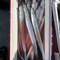 フィッシング キッタカ 釣果