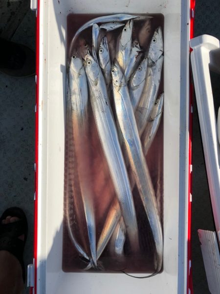 フィッシング キッタカ 釣果