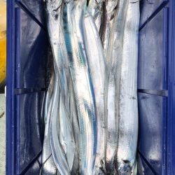 フィッシング キッタカ 釣果