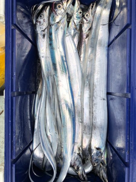 フィッシング キッタカ 釣果