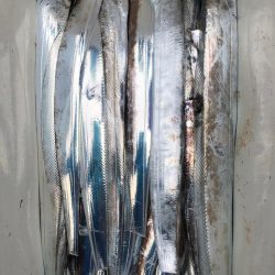 フィッシング キッタカ 釣果