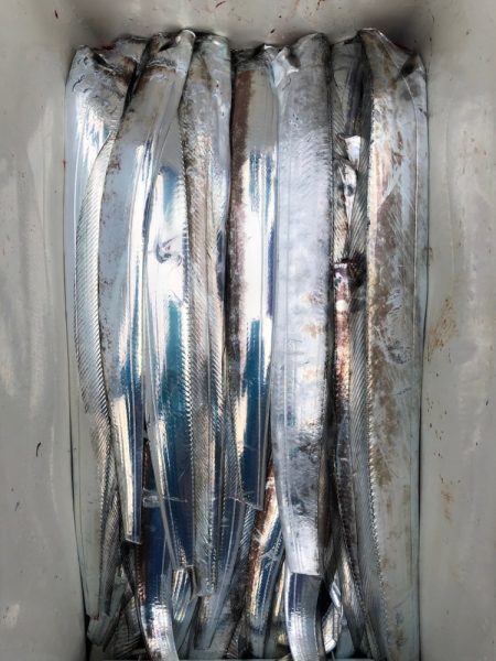 フィッシング キッタカ 釣果