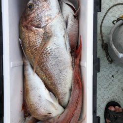 フィッシング キッタカ 釣果