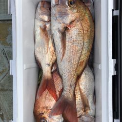 フィッシング キッタカ 釣果