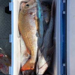 フィッシング キッタカ 釣果