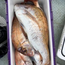 フィッシング キッタカ 釣果