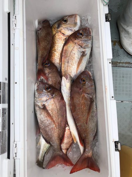 フィッシング キッタカ 釣果