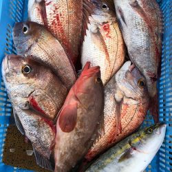 フィッシング キッタカ 釣果