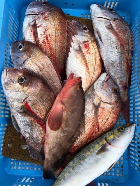 フィッシング キッタカ 釣果