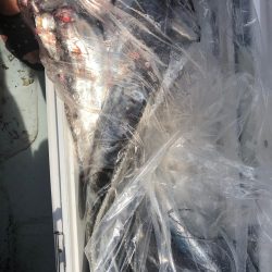 フィッシング キッタカ 釣果