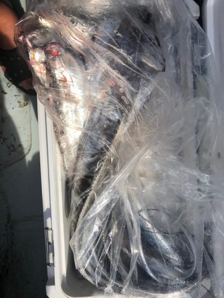 フィッシング キッタカ 釣果