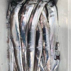 フィッシング　キッタカ 釣果