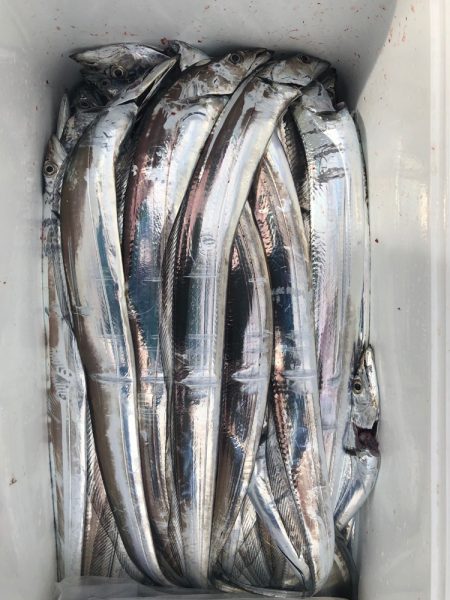 フィッシング　キッタカ 釣果