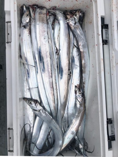 フィッシング キッタカ 釣果