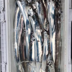 フィッシング キッタカ 釣果