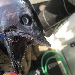 幕島丸 釣果