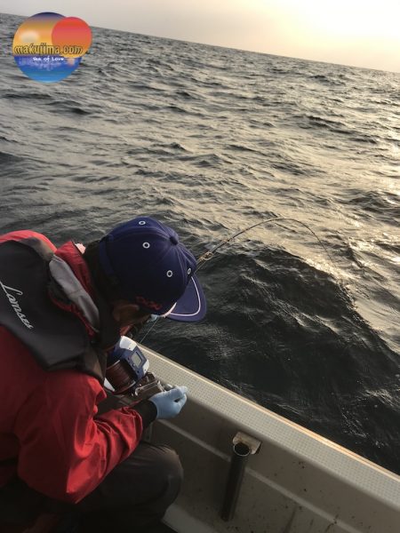 幕島丸 釣果