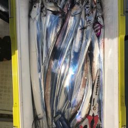 フィッシング キッタカ 釣果