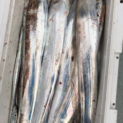 フィッシング キッタカ 釣果