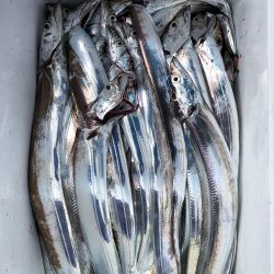 フィッシング キッタカ 釣果