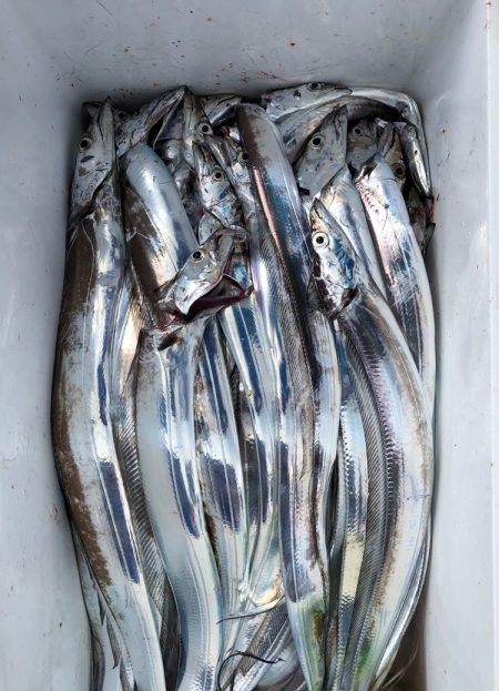 フィッシング キッタカ 釣果