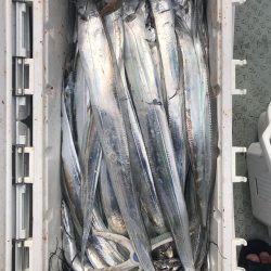 フィッシング　キッタカ 釣果