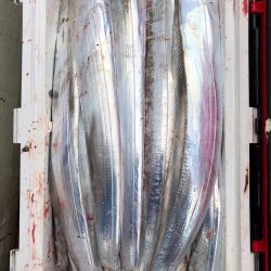 フィッシング キッタカ 釣果