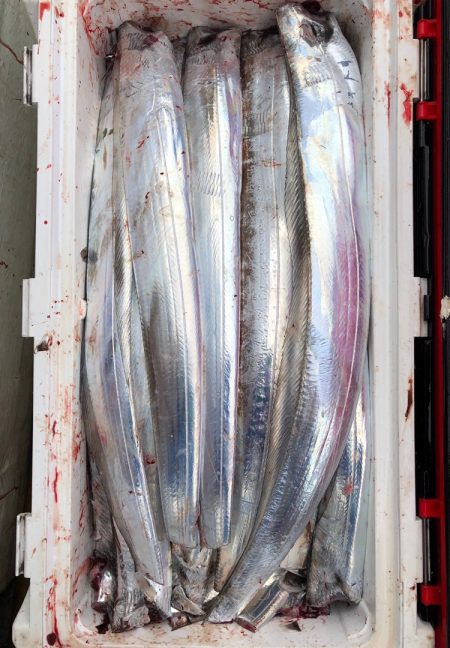 フィッシング キッタカ 釣果